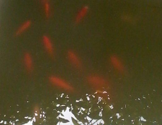 Les petits poissons verts